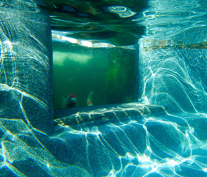 Dual-Stage Defense: Portable Pool Vacuum’s Macro/Micro Contaminant Removal